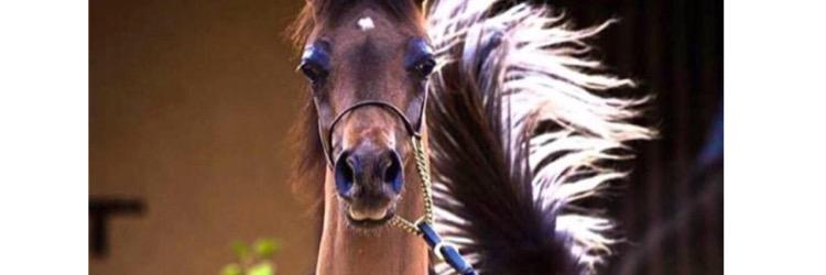 al_7ob_1's profile banner image