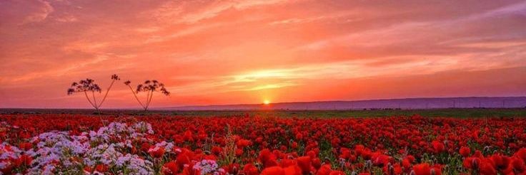 Lalera de pura cepa banner