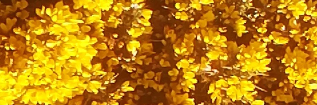 yeyoexperience's profile banner image