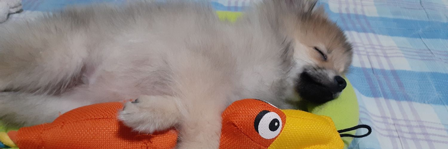 paramulove1130's profile banner image