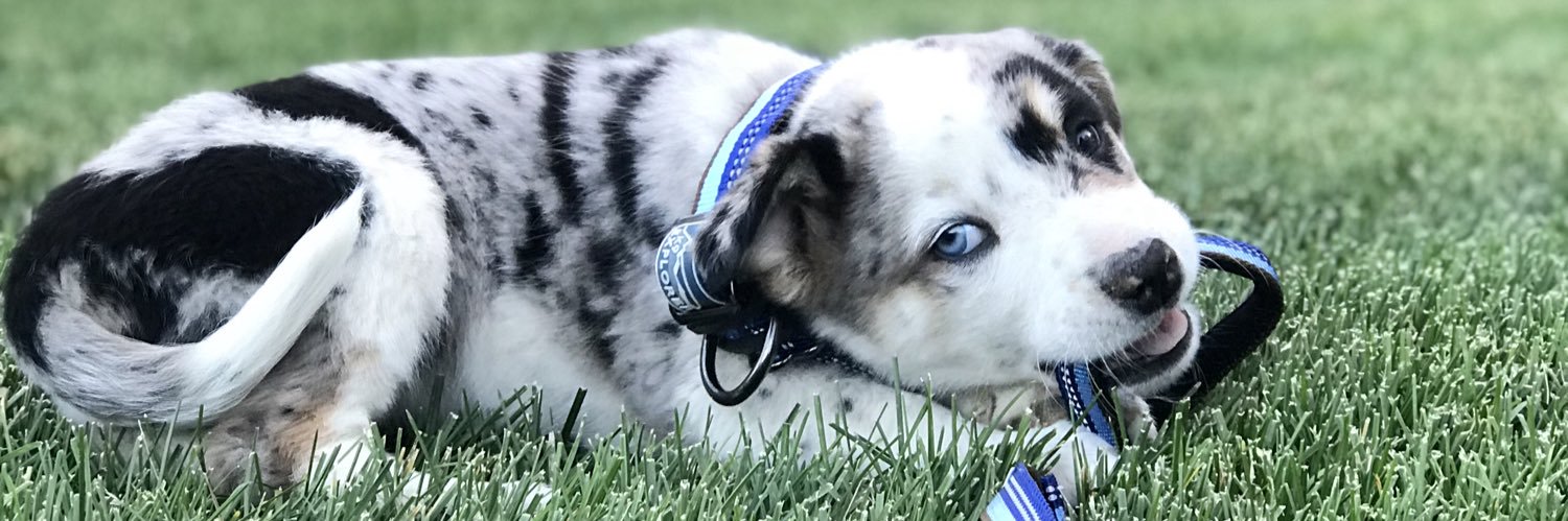 andreagifdog7's profile banner image