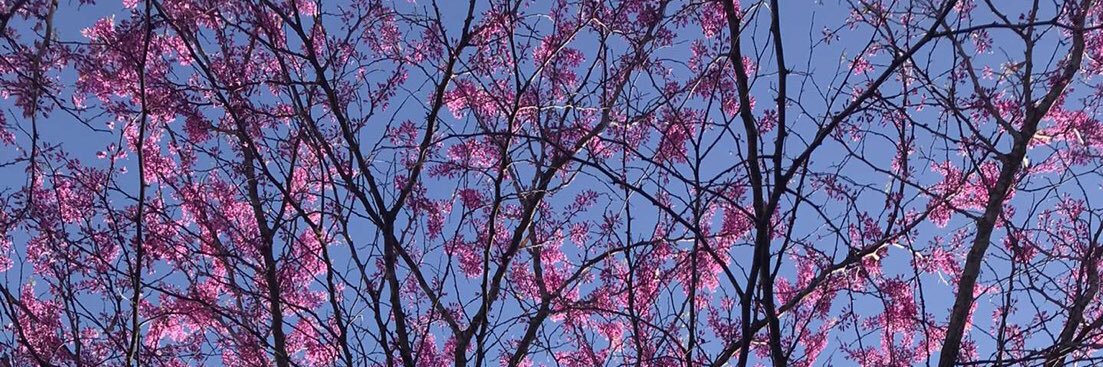 xFlower_Boy's profile banner image