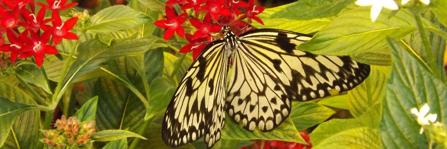 roxannenanney's profile banner image