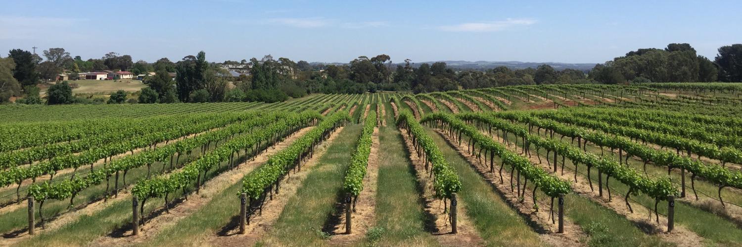 Emily O'Callaghan banner