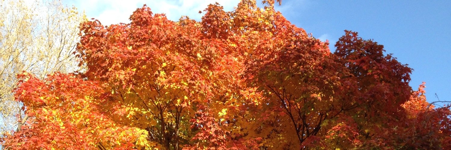 New Year, Same David banner