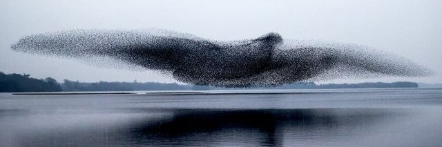 Dr Mark Wright banner