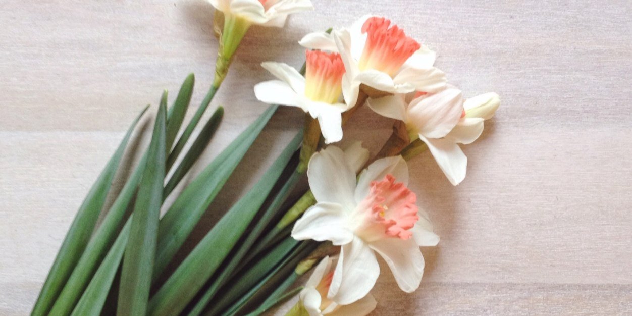 MandolinFlowers's profile banner image