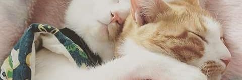 ghieyeng's profile banner image