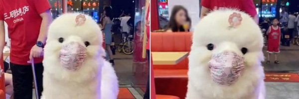 irisxie Profile Banner