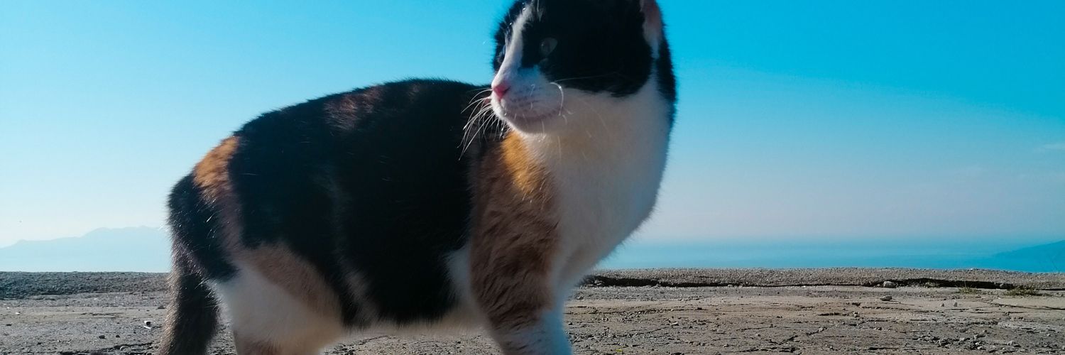 aysevurll's profile banner image