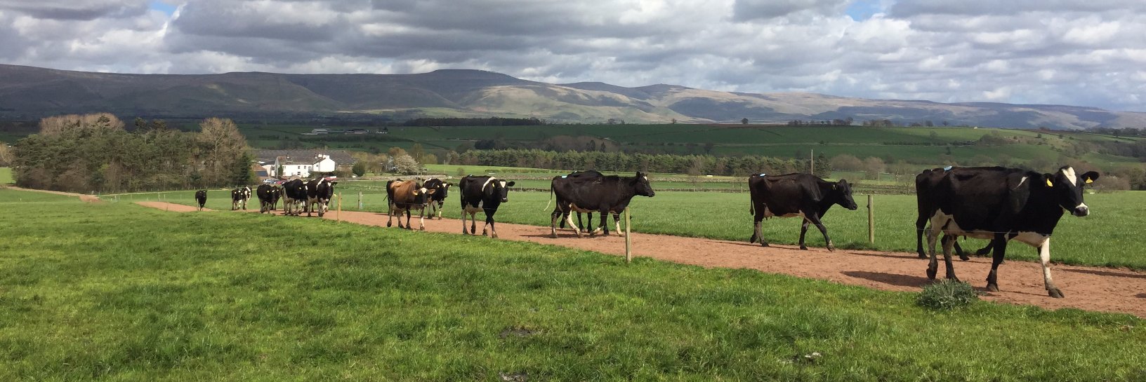 Dairy Science Forum banner