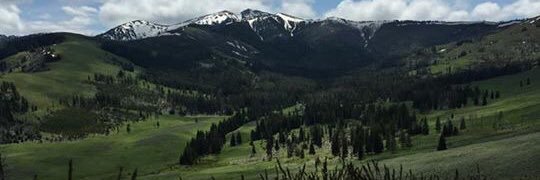 Cow in Montana banner