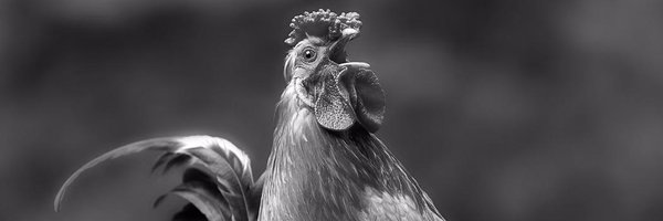 KmeckiG Profile Banner
