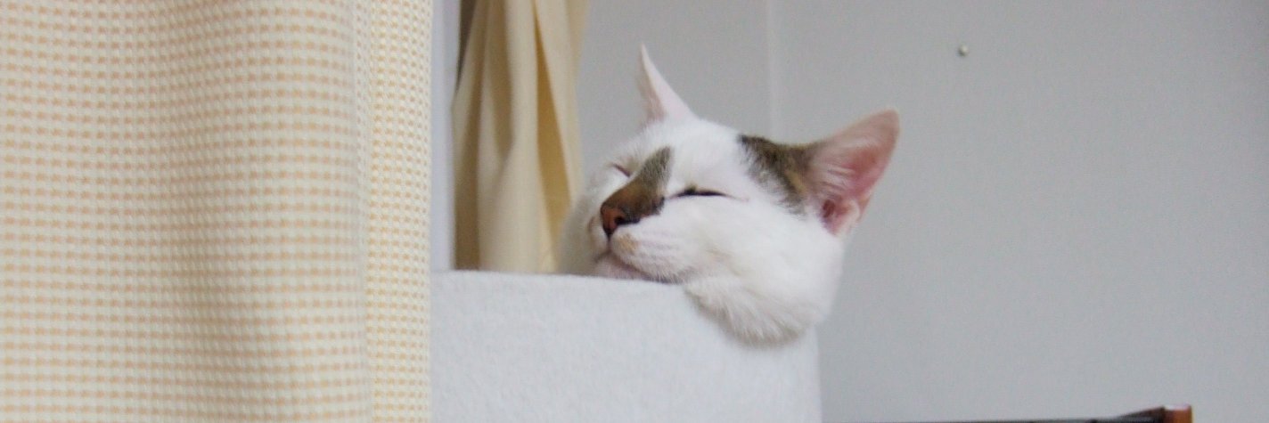 nickyock's profile banner image