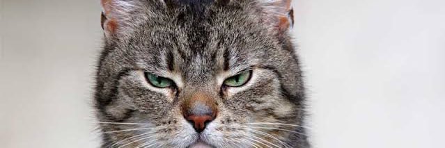 Armชอบแมว เมี่ยวๆ😄😁🐱🐱 banner