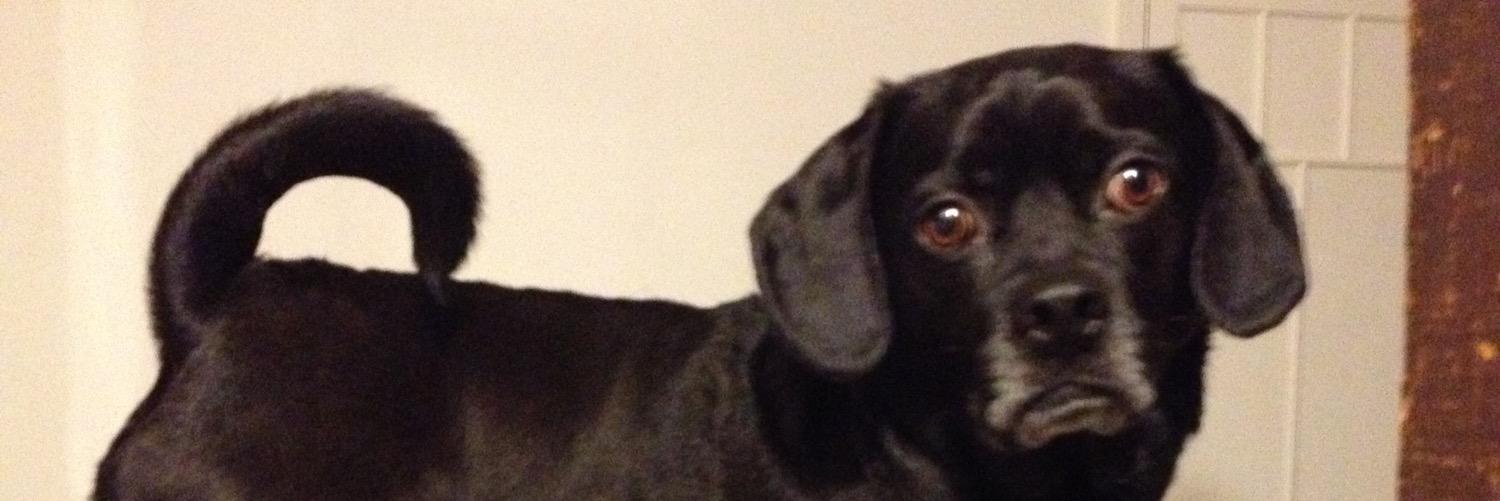 WalterThePuggle's profile banner image