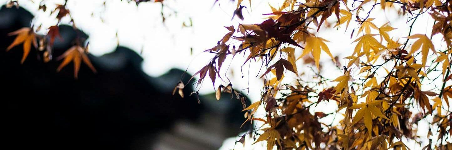 allthingspearly's profile banner image