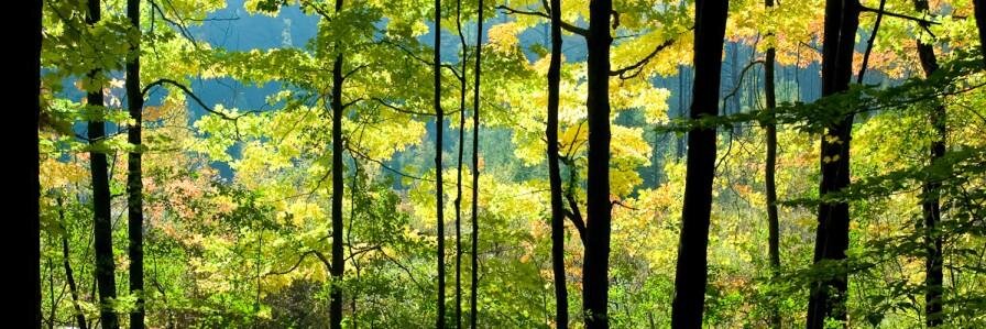 Shared Value Solutions banner