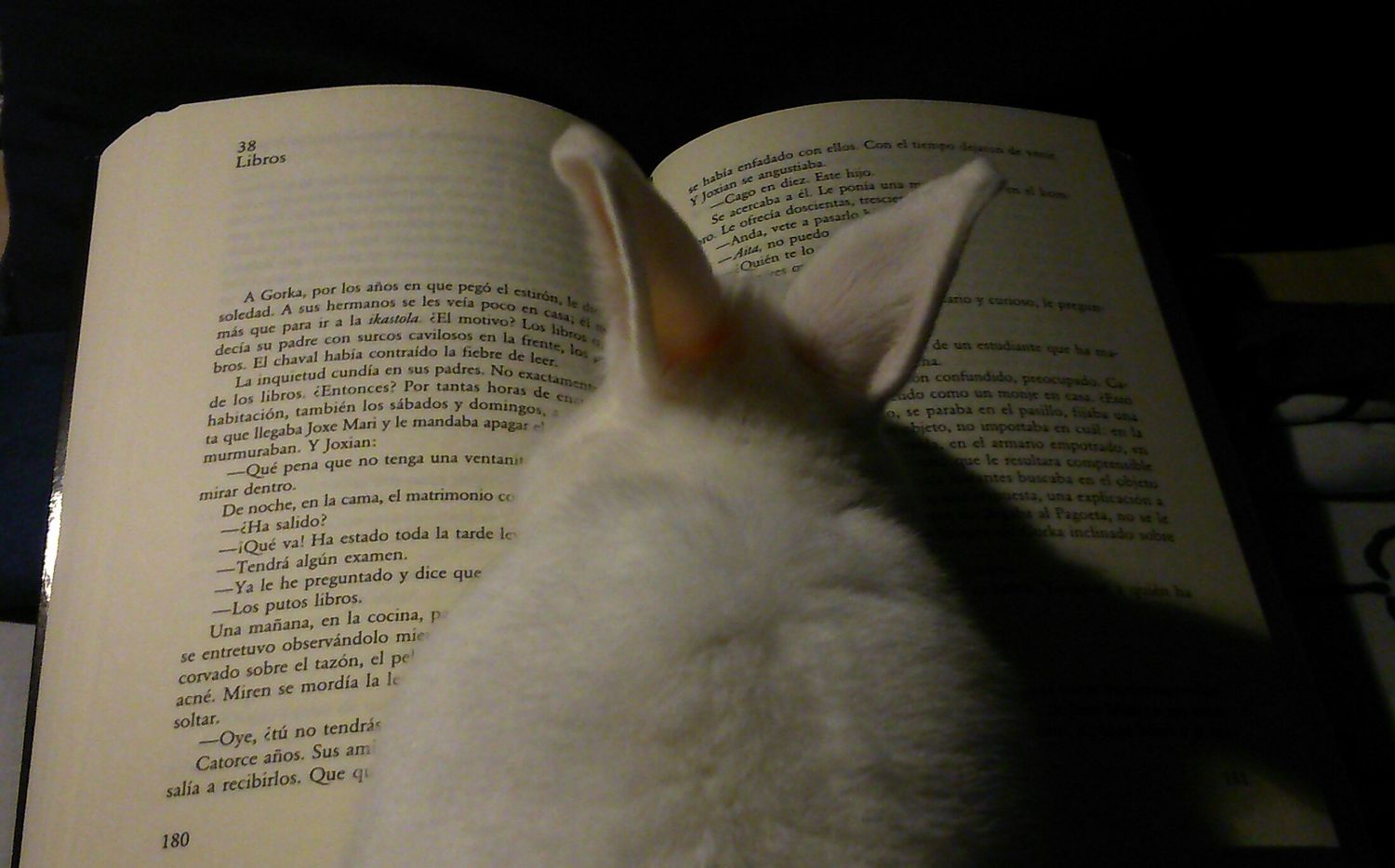 Judith Viñas banner