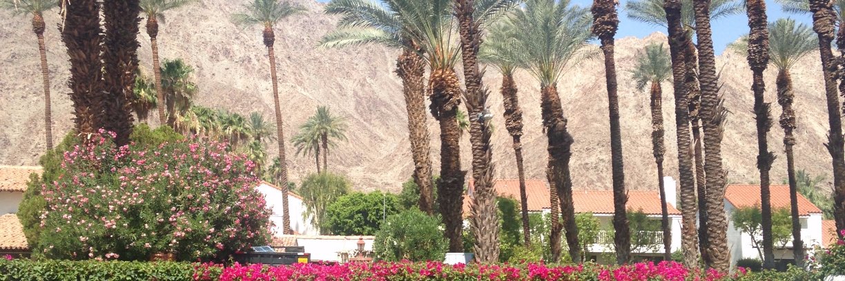 Dr. ann cheney banner