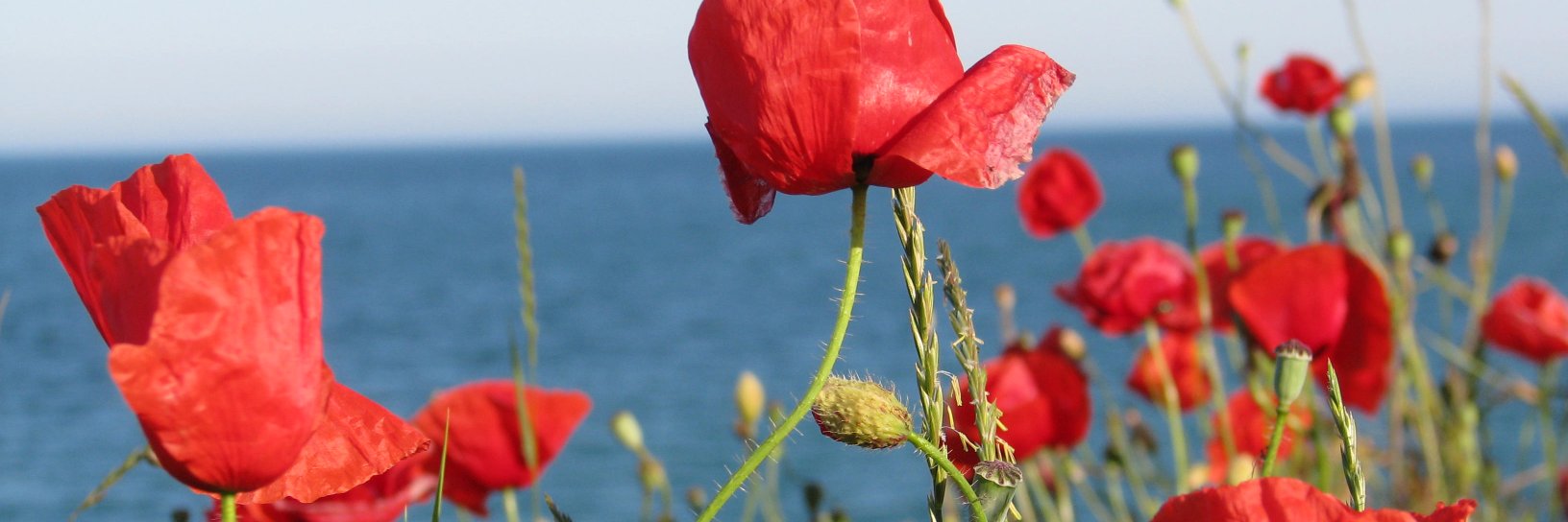 roxmoldovan's profile banner image