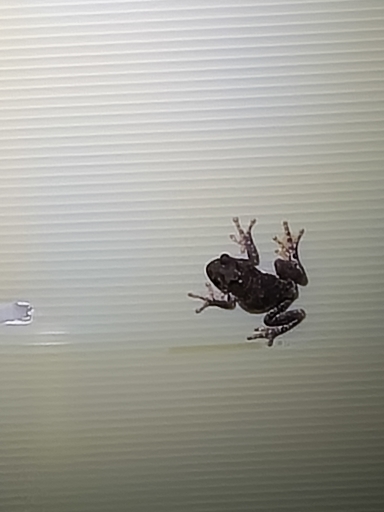 地味ヘンドリクス banner