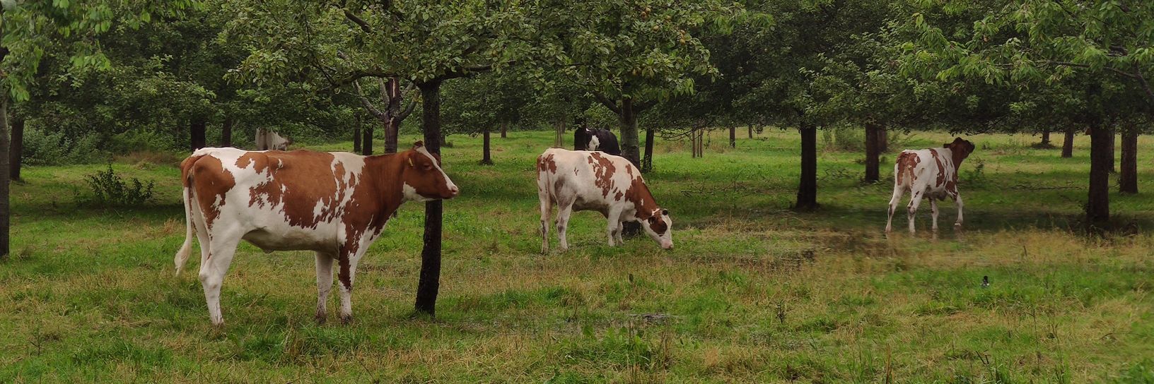 Patrick 💛💚 banner