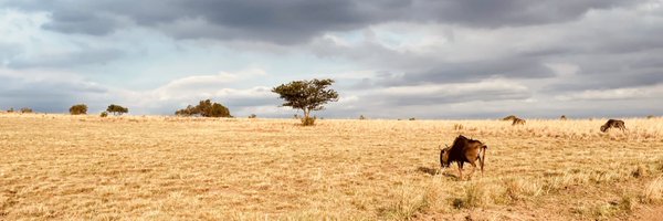 DrNeilGross Profile Banner