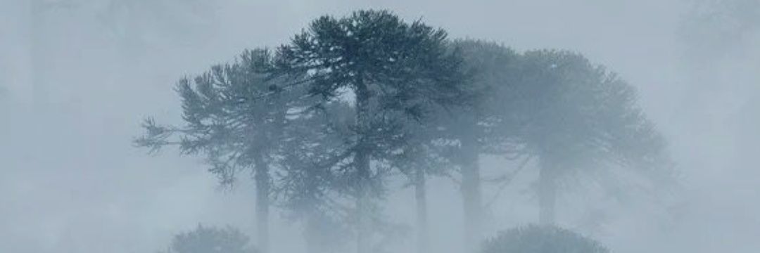 Elnegrituuu banner