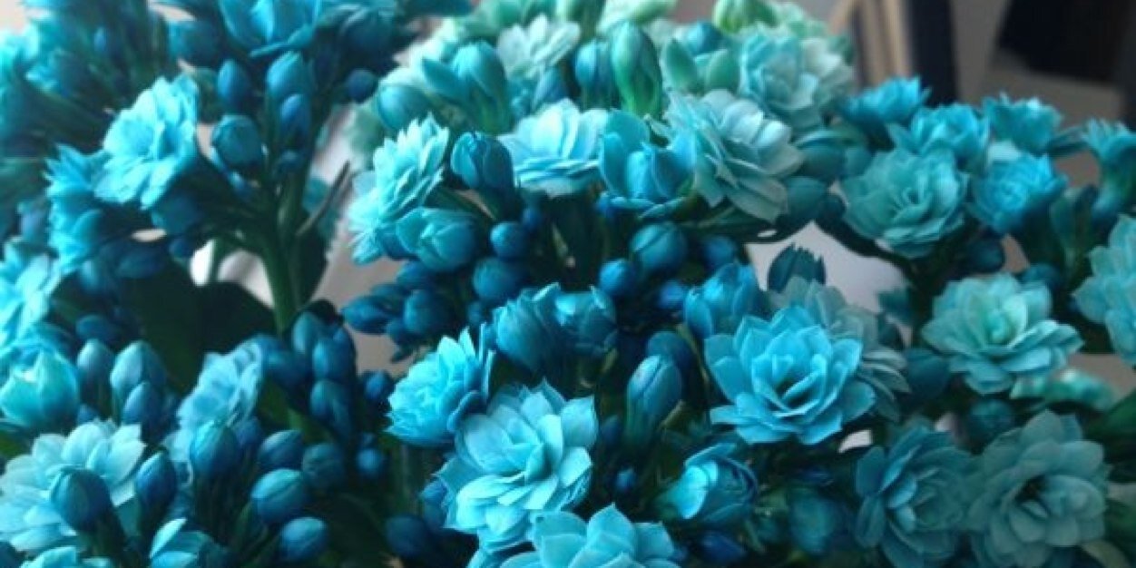 tomirisbaisafa banner