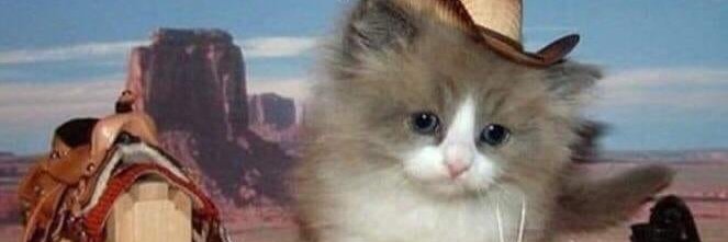 Meowdy banner