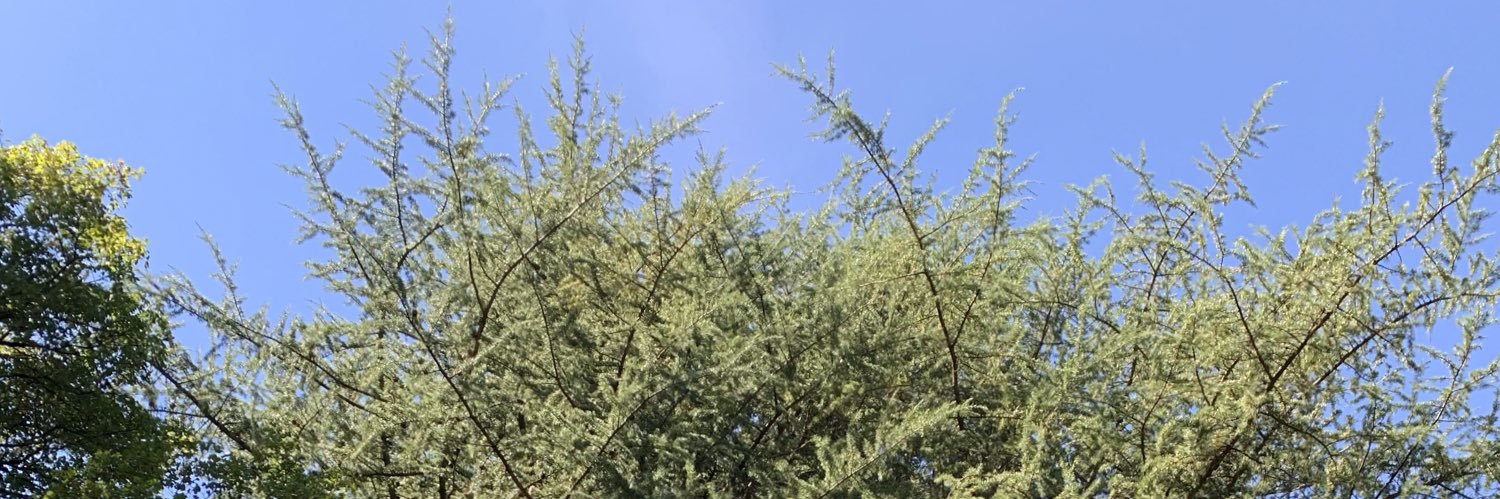 Nathalie Branger banner