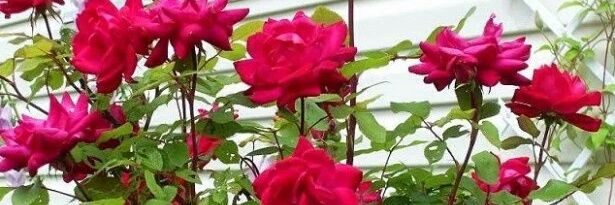 Dhila2498's profile banner image