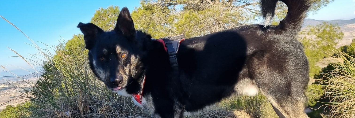 NedtexX's profile banner image