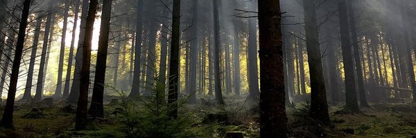 bernoid Profile Banner