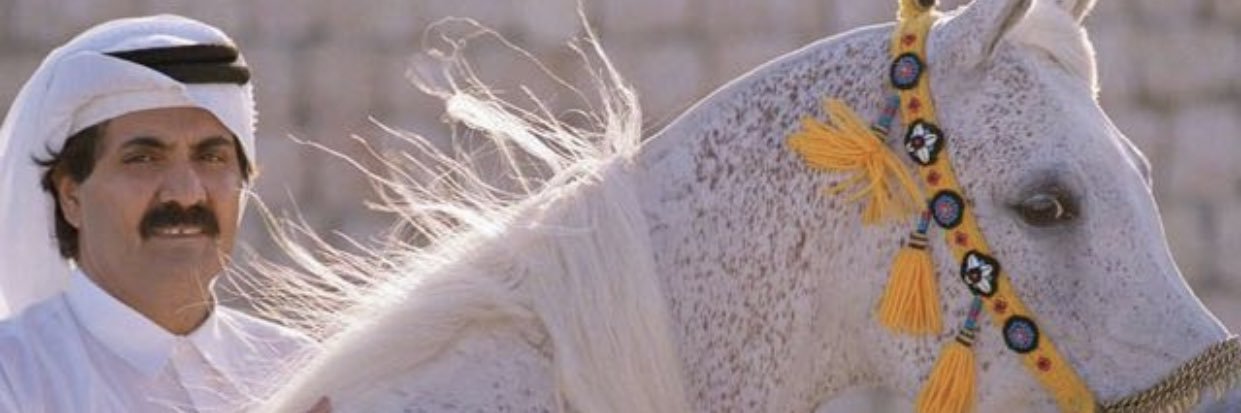 Bo_shafea's profile banner image
