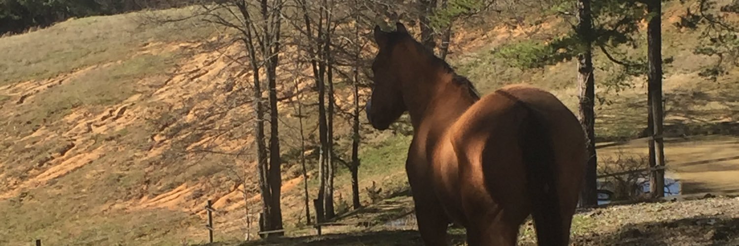 GeldingLife's profile banner image