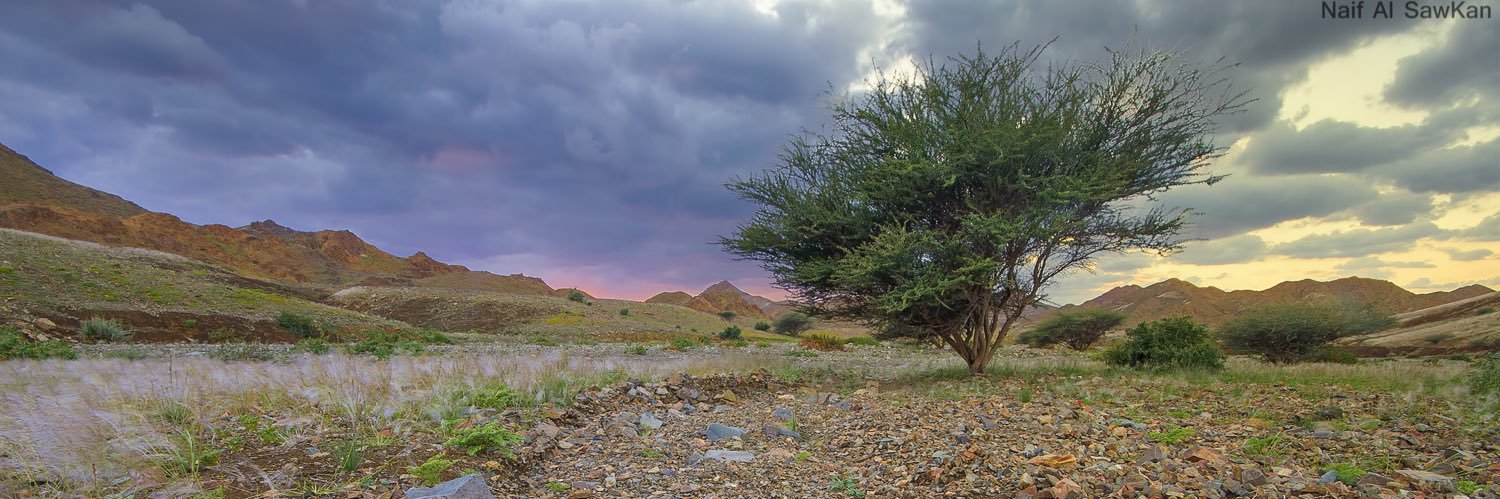 أبو هتّـان .. نايف الصوكان banner