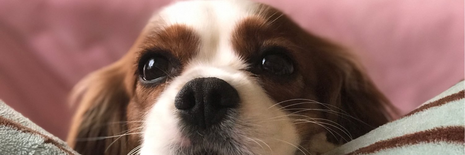 nerupipi's profile banner image