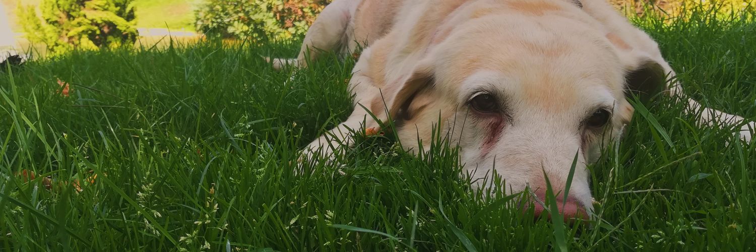 Jeeru's profile banner image