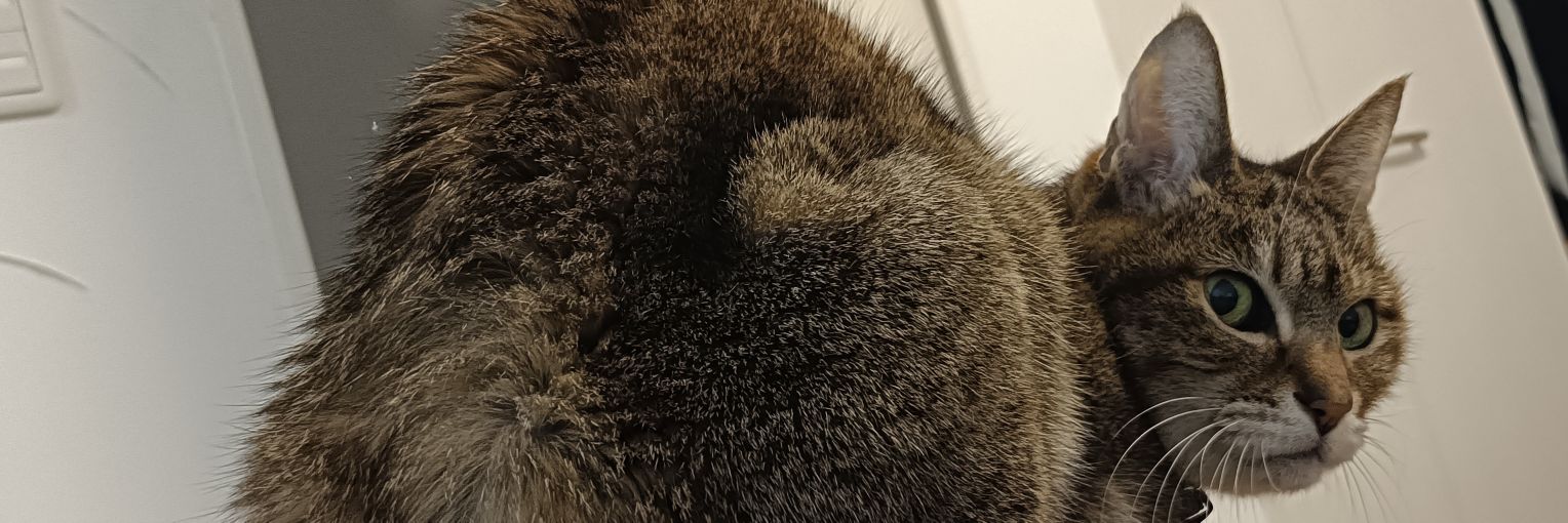 ryoryor204's profile banner image