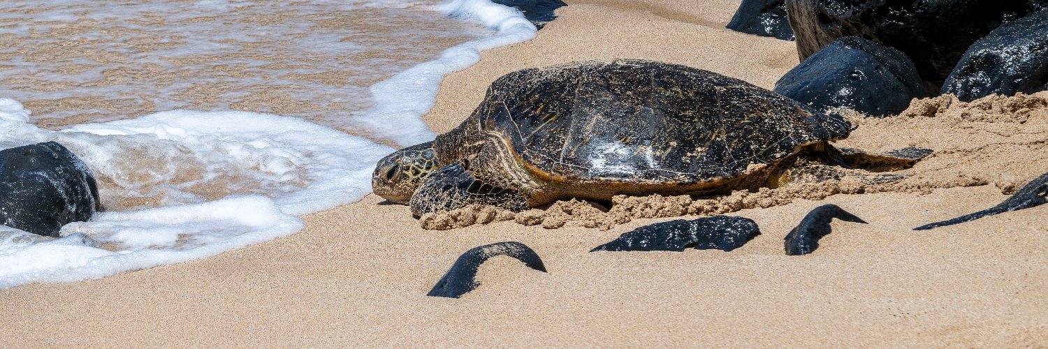 JustSeaTurtles's profile banner image
