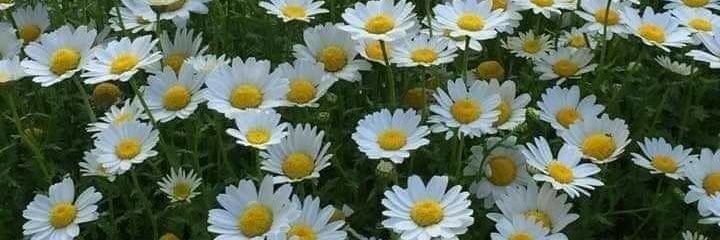 lizzy_campion's profile banner image