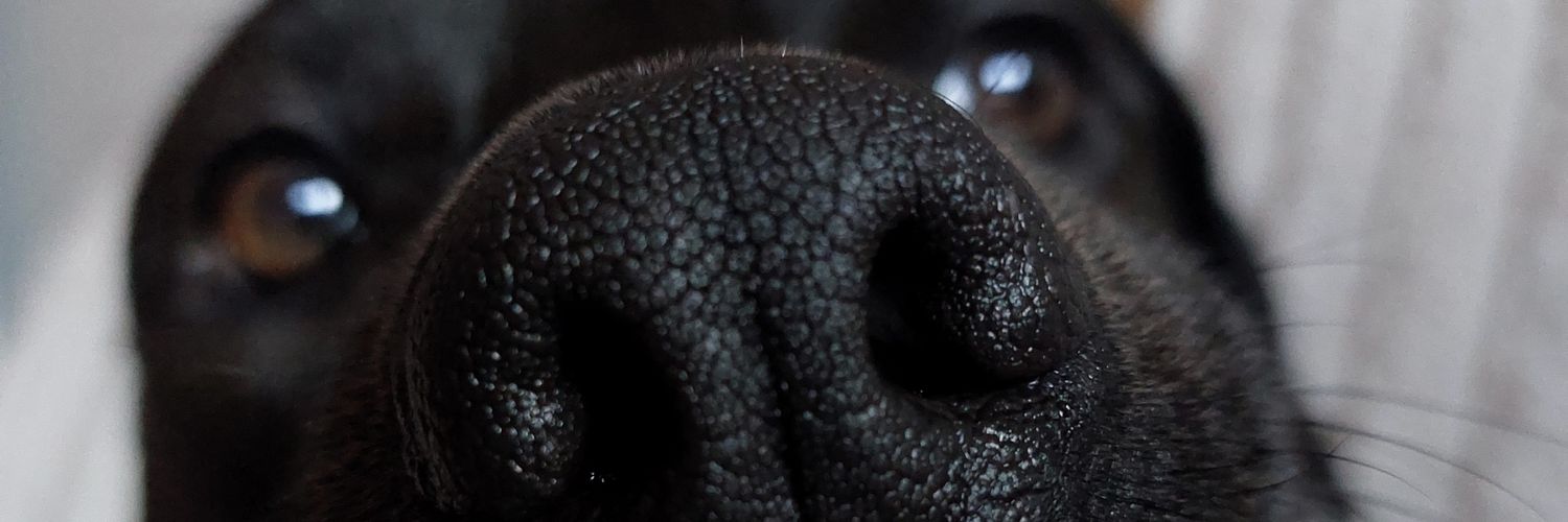 lafennn's profile banner image