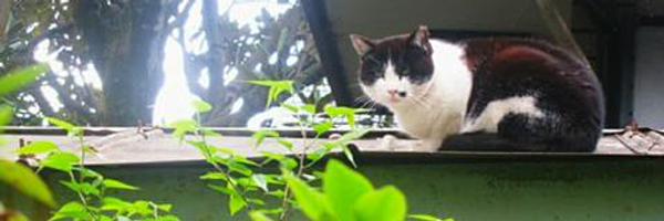 roppa Profile Banner