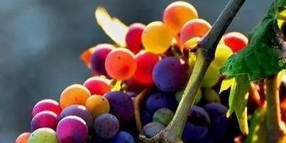 tviognier's profile banner image