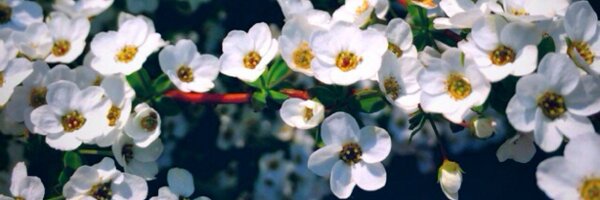 smashimo Profile Banner