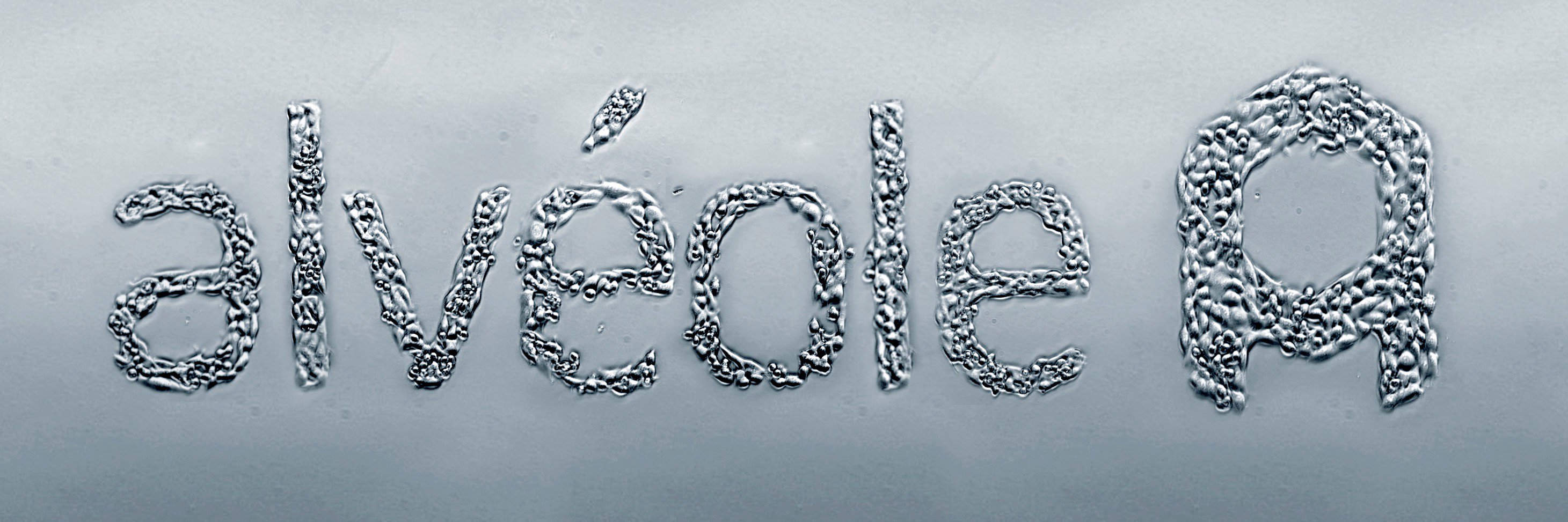 Alvéole banner
