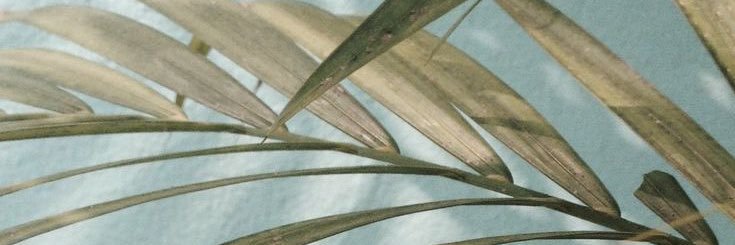 dicdward's profile banner image
