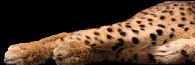 aguraphobian's profile banner image